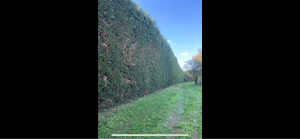 Photo de galerie - Taille de haie et d’arbuste abattage d’arbre dangereuse