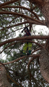 Photo de galerie - Elagage et coupe d'arbres