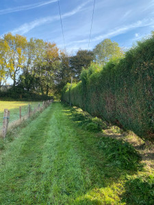 Photo de galerie - Taille de haies et d'arbustes