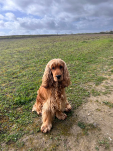 Photo de galerie - Ma chienne