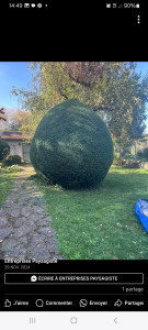 Photo de galerie - Taille de haie