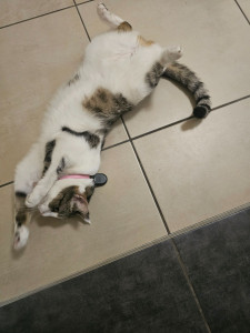 Photo de galerie - Garde chat