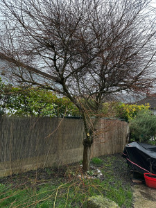 Photo de galerie - Taille de haies et d'arbustes