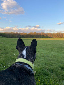 Photo de galerie - Garde chien