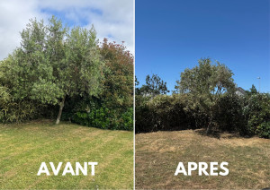 Photo de galerie - Taille de haies et d'arbustes