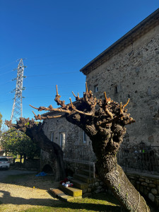 Photo de galerie - Elagage et coupe d'arbres