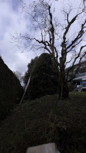 Photo de galerie - Taille d’un sol 