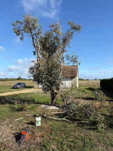 Photo de galerie - Élagage d’un arbre 