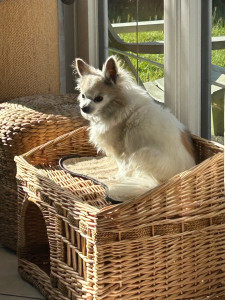 Photo de galerie - Garde animaux