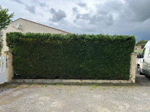 Photo de galerie - Taille de haie de thuya 