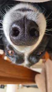 Photo de galerie - Garde chien