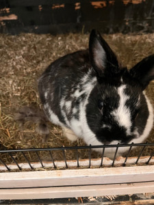 Photo de galerie - Lapin ? ?