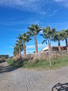 Photo de galerie - Élagage de palmiers 