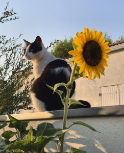 Photo de galerie - Garde chat