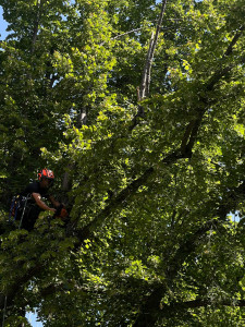 Photo de galerie - Nettoyage du bois mort 