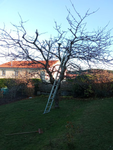 Photo de galerie - étêtage d'un cerisier 
