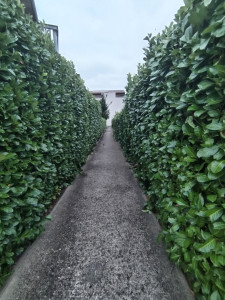 Photo de galerie - Taille de haies et d'arbustes