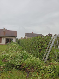 Photo de galerie - Taille de haies et d'arbustes