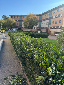 Photo de galerie - Taille de haie