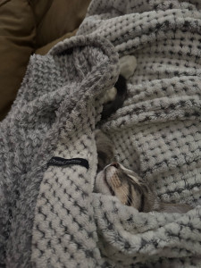 Photo de galerie - Avec moi ,votre chat  calme, après une bonne dose de jeux