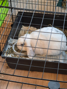 Photo de galerie - Garde animaux