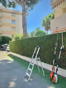 Photo de galerie - Taille de haie de cyprès 