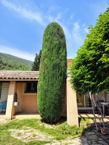 Photo de galerie - Taille de haies et d'arbustes