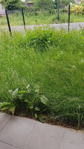 Photo de galerie - Tonte de pelouse et bordure AVANT 