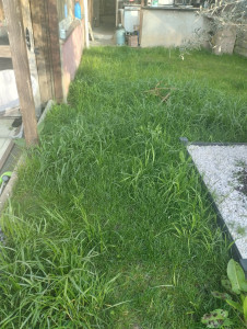 Photo de galerie - Nettoyage de pelouse 