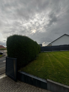 Photo de galerie - Taille de haies et d'arbustes