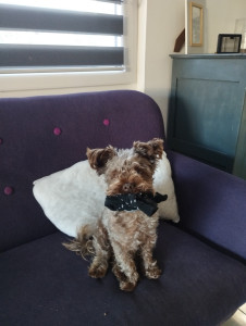 Photo de galerie - Charly petit chien a garder