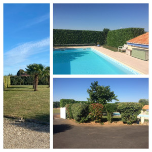 Photo de galerie - Taille de haie