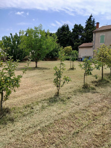 Photo de galerie - Entretiens jardin à la demande du client 
pas couper au niveau des arbres fruitiers 
