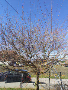 Photo de galerie - Elagage et coupe d'arbres