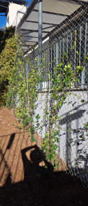 Photo de galerie - Pause d'un treillis avec des plantes montants