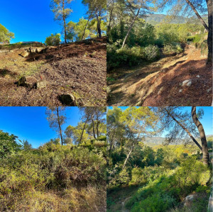 Photo de galerie - Tonte de pelouse - Débroussaillage