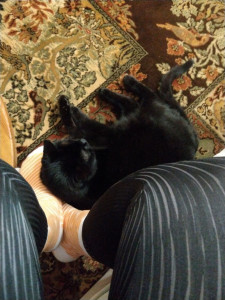 Photo de galerie - Garde d'animaux 