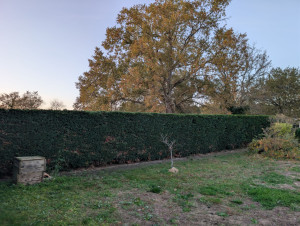 Photo de galerie - Taille de haies et d'arbustes