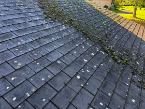 Photo de galerie - Démoussage manuel 