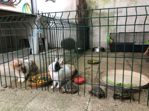 Photo de galerie - A gauche le lapin bélier que nous avons gardé avec les petites tortues, à droite c’était  ma lapine 