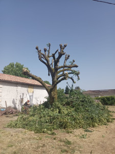 Photo de galerie - élagage avec évacuation