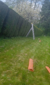 Photo de galerie - Taille de haie 