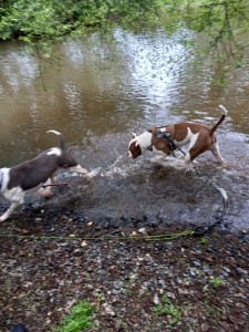 Photo de galerie - Garde chien