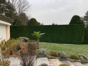 Photo de galerie - Taille de haie