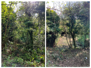 Photo de galerie - Tonte de pelouse - Débroussaillage