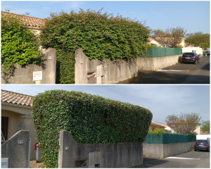 Photo de galerie - Taille de haie d'eleagnus