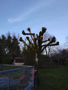 Photo de galerie - Taille d'arbre