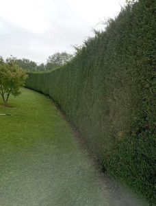 Photo de galerie - Taille de haie avec ramassage 