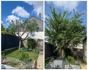 Photo de galerie - Taille de haies et d'arbustes