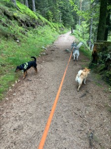 Photo de galerie - Garde chien